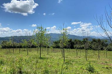 Sítio à venda em Rolante - Canta Galos
