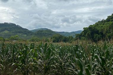 Vende-se sítio na Areia em Rolante/RS