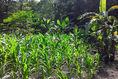 Sítio em Rolante - Areia