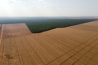 FAZENDA 610 HECTARES - NOVA UBIRATÃ-MT