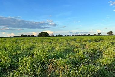 FA ZENDA 3511 HECTARES - REGIÃO DE RONDONÓPOLIS