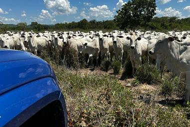 FAZENDA 911 HECTARES PORTEIRA FECHADA - NOBRES