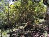 Terreno em Loteamento em Centro, Campo Alegre/SC 5