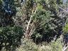 Terreno em Loteamento em Centro, Campo Alegre/SC 2